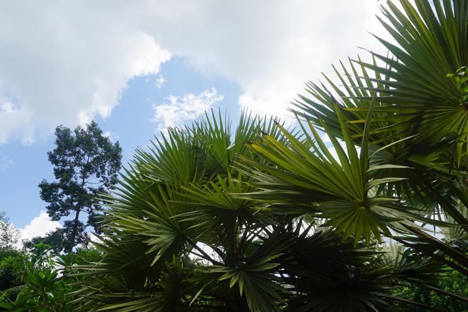 Khao Sok Green Mountain View Khao Sok National Park Εξωτερικό φωτογραφία